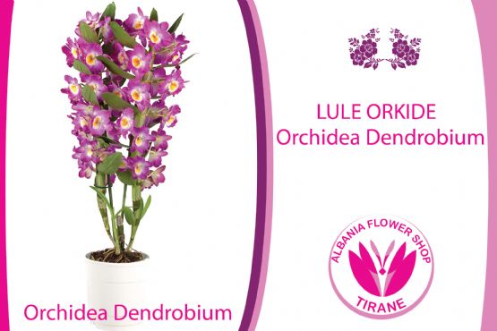 Lule Orchidea Dendrobium nga Albania Flower Shop Tiranë